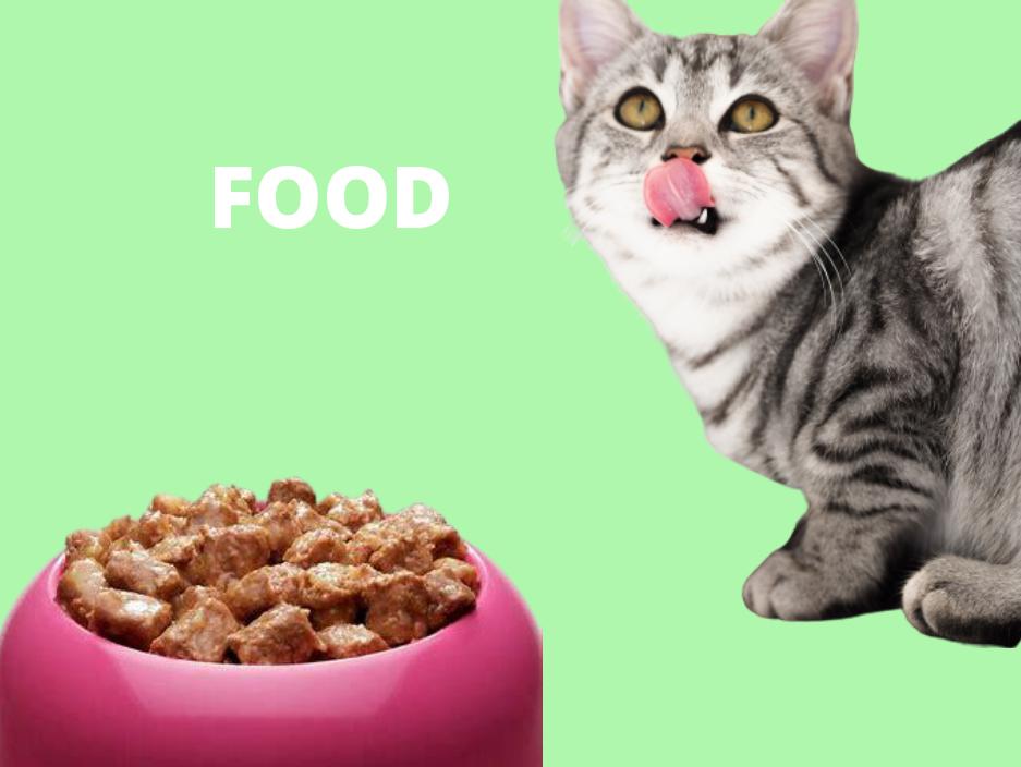  cat food
