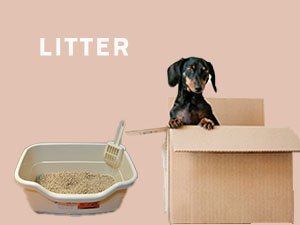 Dog litter & house-breaking