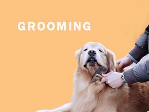 Dog grooming & bathing