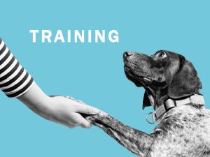 Dog training & behaviour