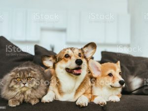 welsh corgi dogs and british longhair cat on sofa at home